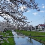 鹿島川沿いの桜
