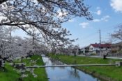 鹿島川沿いの桜