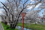 曽根町の鹿島川沿いで『スプリングフェスタ鹿島川＆夜桜の通り抜け』が開催されます！