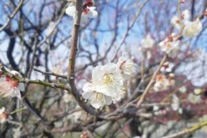 曽根天満宮梅まつり2024白接写