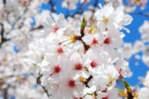 お花見屋台村ヘッダー