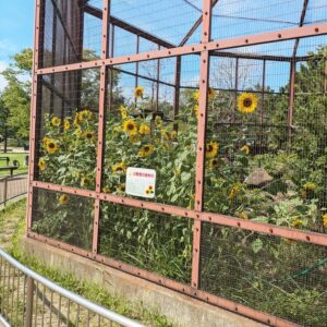 向島公園ど根性ひまわり開花