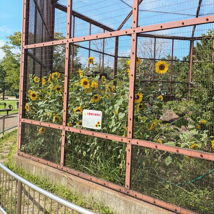 向島公園ど根性ひまわり開花