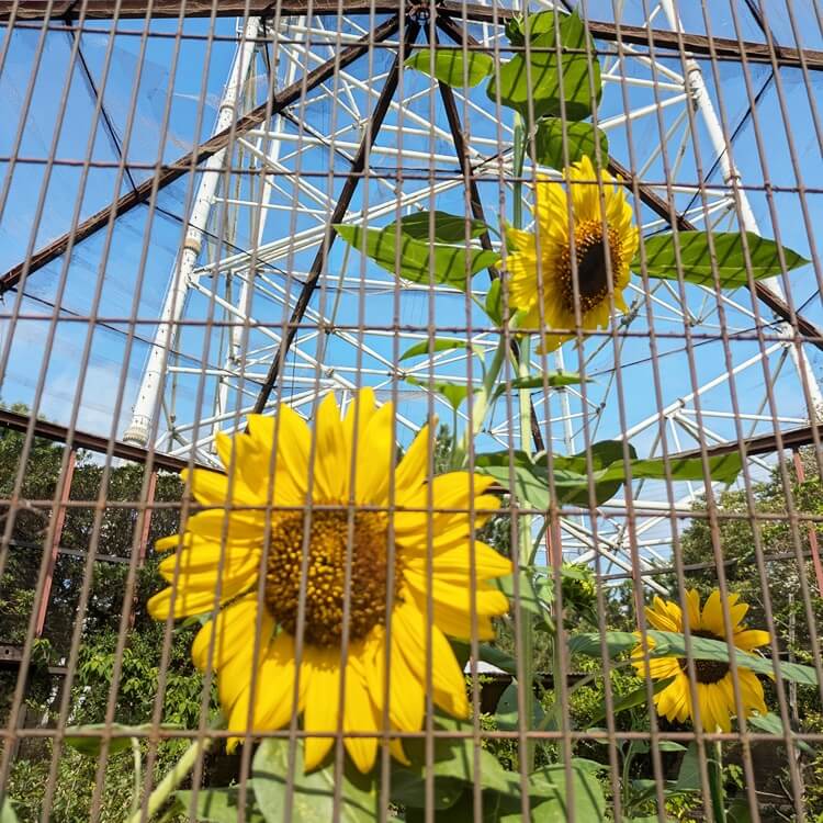 向島公園ど根性ひまわりアップ