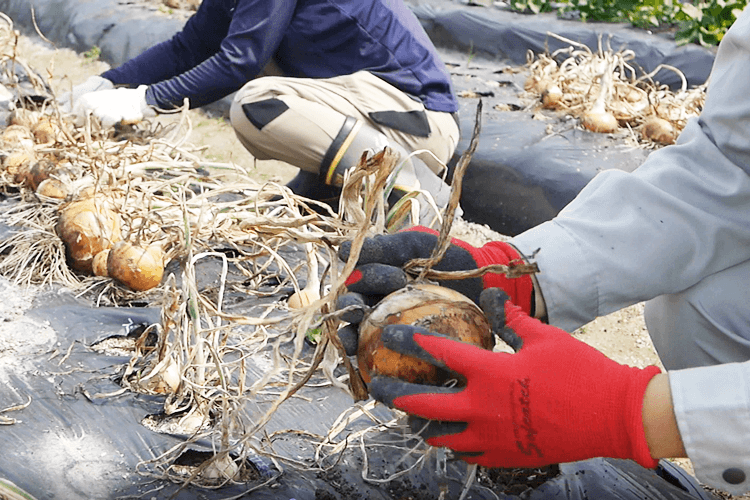 株式会社トクラ菜園①