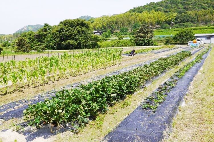 株式会社トクラ菜園②