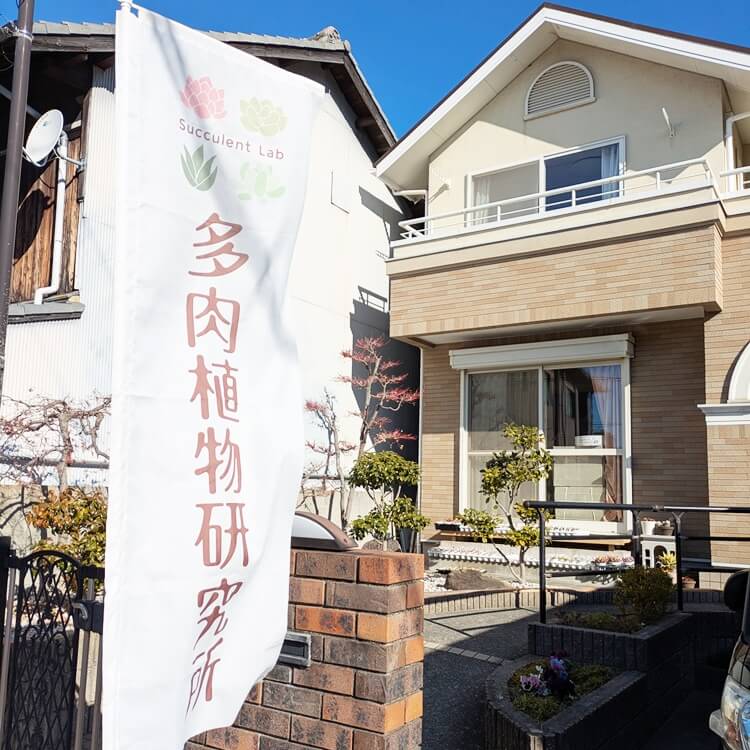 多肉植物研究所のぼり