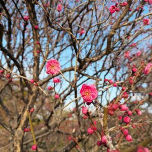梅まつり2025開花状況