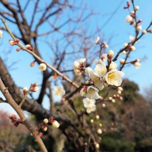 梅まつり2025開花状況2