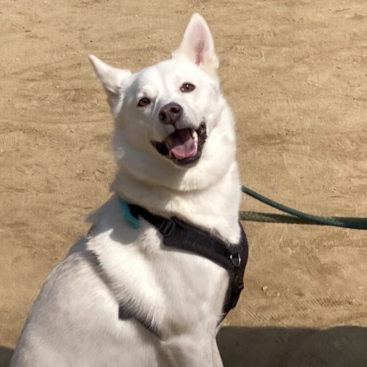 SUNSHINE DOG DAYS白犬