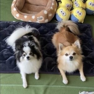 SUNSHINE DOG DAYS 小型犬