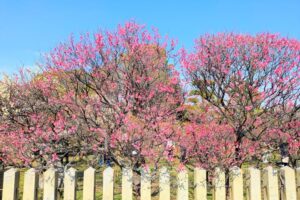 梅まつり2026梅の花集合