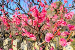 梅まつり2026ピンク花