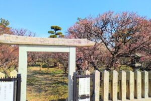 梅まつり2026庭園内入場可