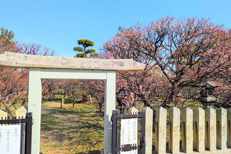 梅まつり2026庭園内入場可