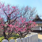 梅まつり2026ヘッダー