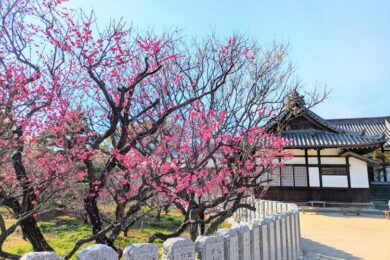 梅まつり2026ヘッダー