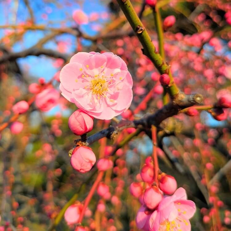 梅まつり2026梅の花アップ