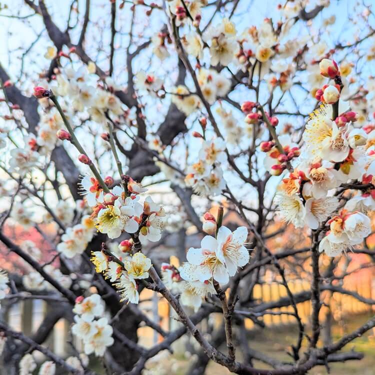 梅まつり2026白い花